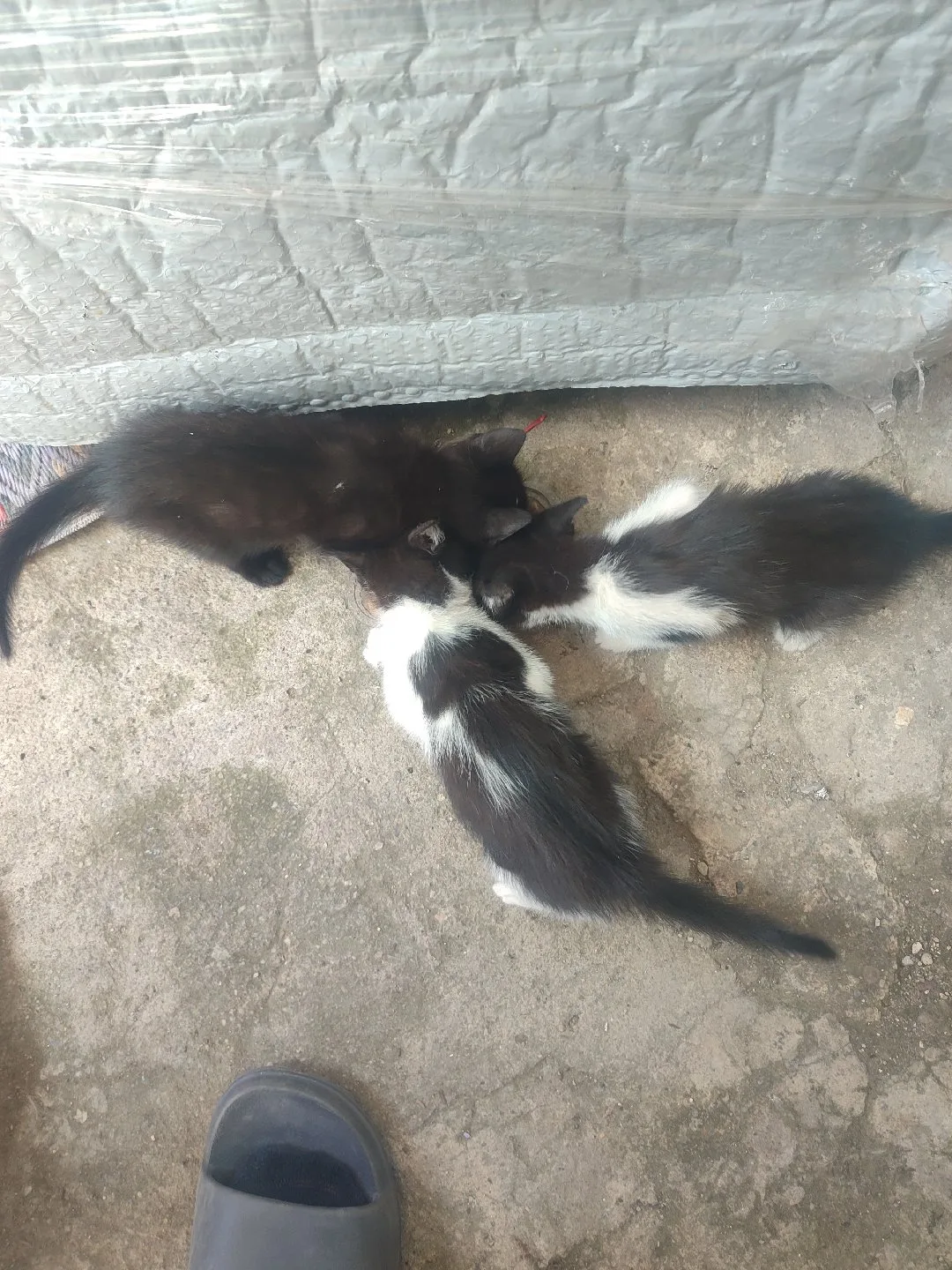 sadık Banarlı