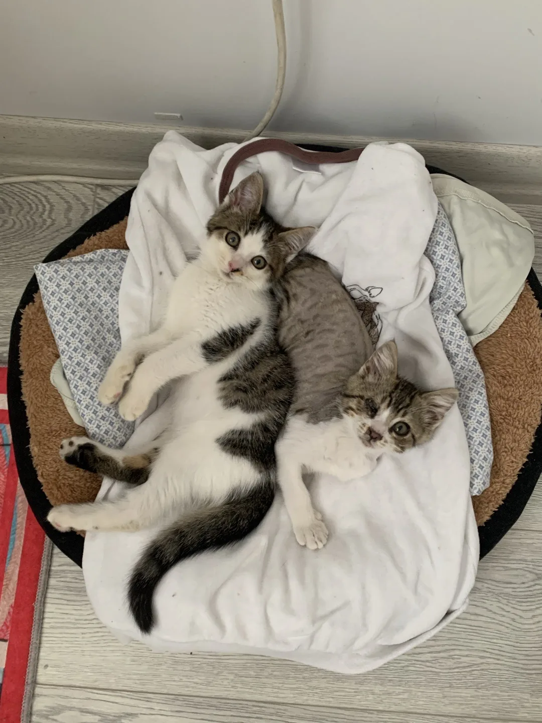 kedi sever