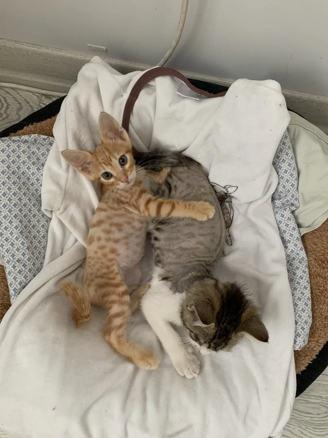 kedi sever