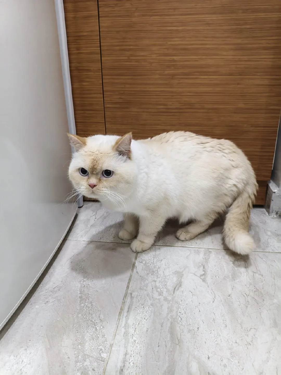 Burçak Güler