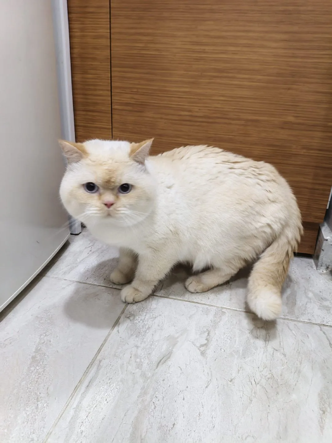 Burçak Güler