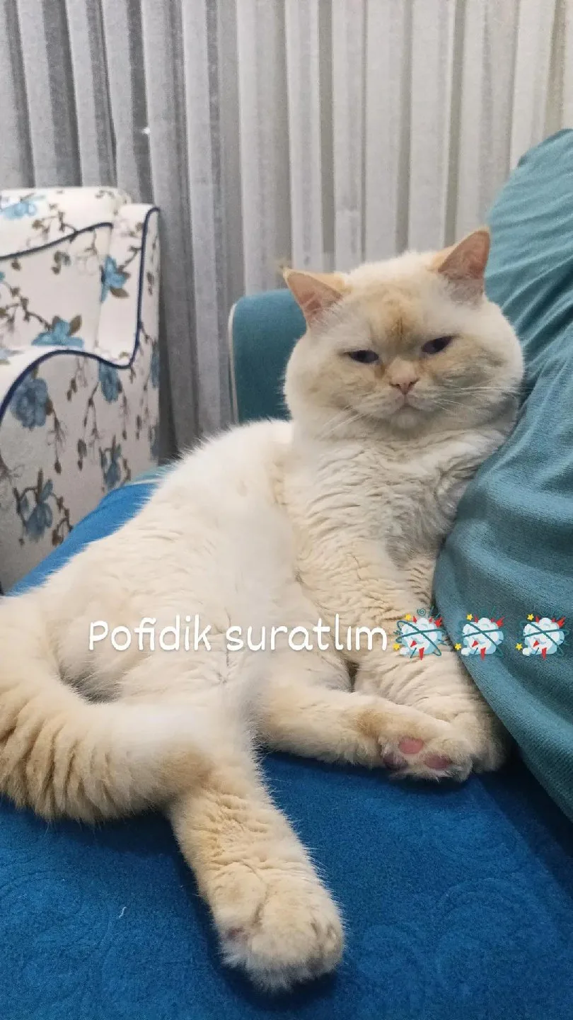 Burçak Güler