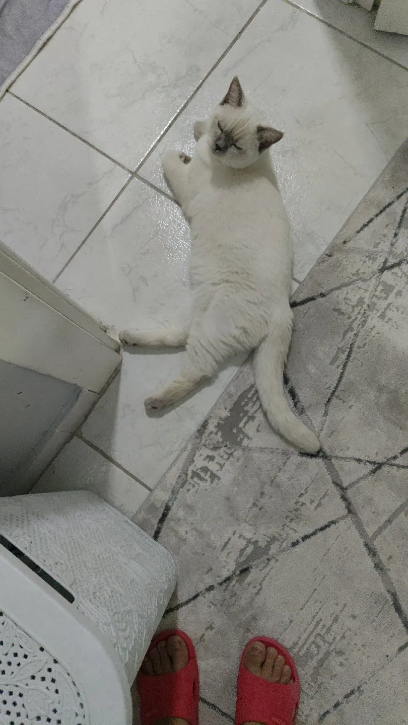Mualla Kaya