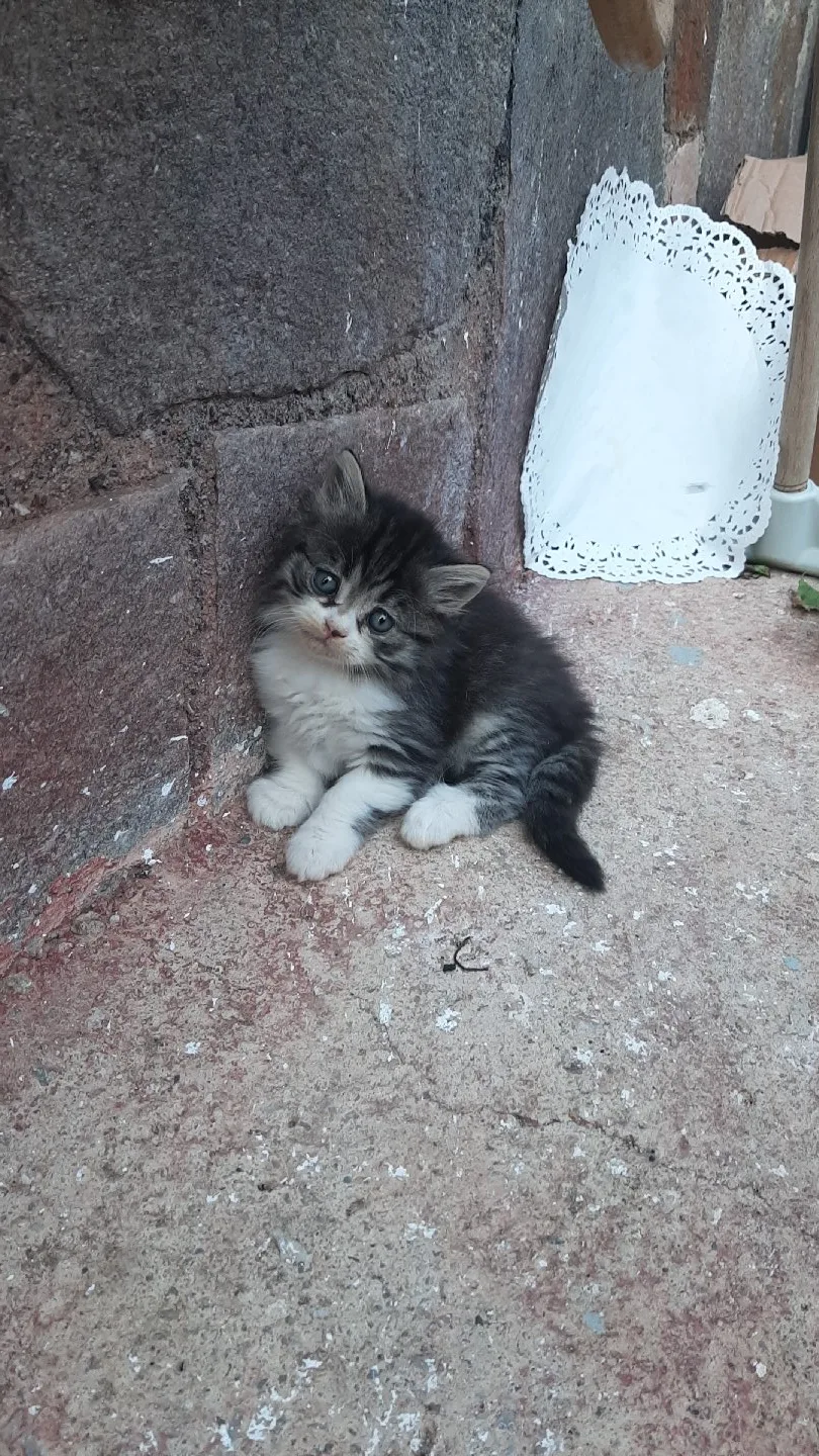 Silinmiş Kullanıcı