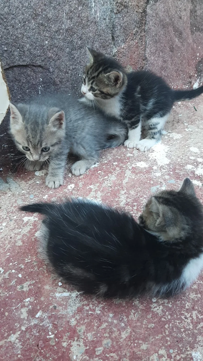 Silinmiş Kullanıcı