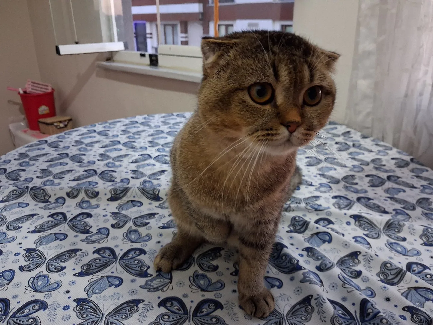 şeyma amine kara