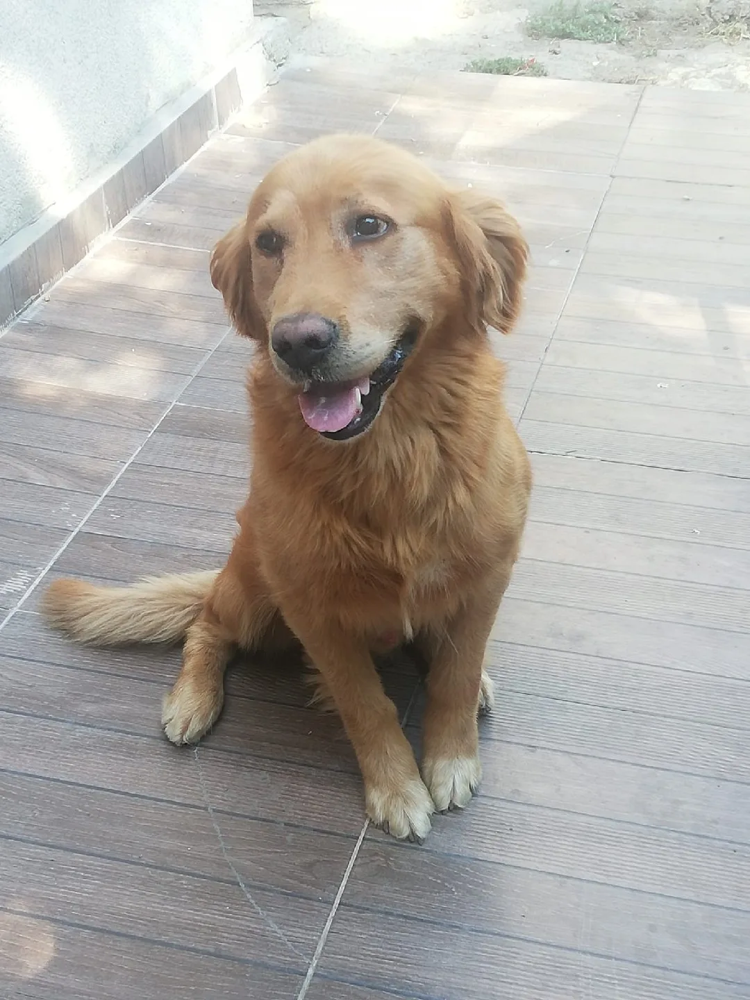 Havva Memiş